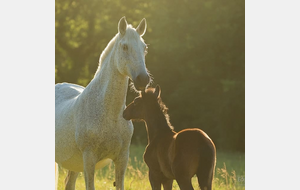 HARAS de CREST